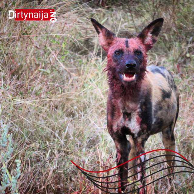 Bandits’ Brutal Act in Zamfara: Twins Fed to Dogs - Nigeria Gossip and Scandals