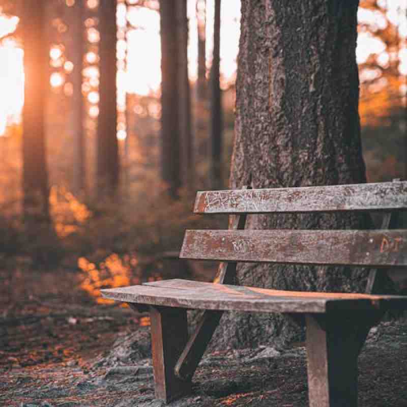 The Bench Under the Tree