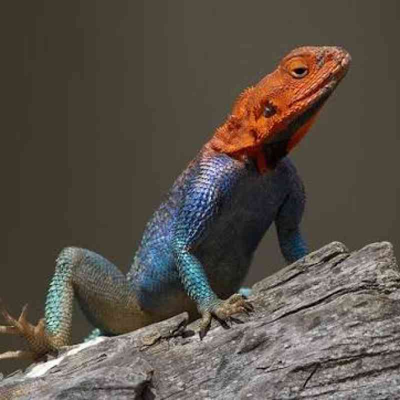 Reason why lizard do push up - Nigeria Gossip and Scandals